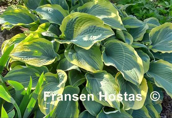 Hosta Megan's Angel